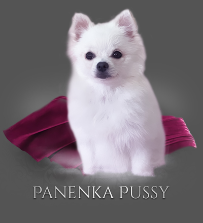 Pomeranian